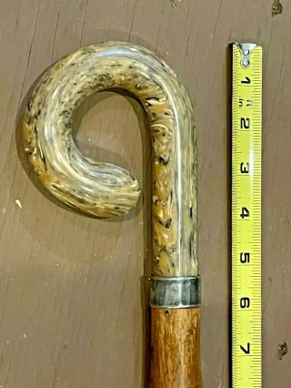 1900 Antique Walking Stick Cane W/carved Horn Handle & Silver Banded